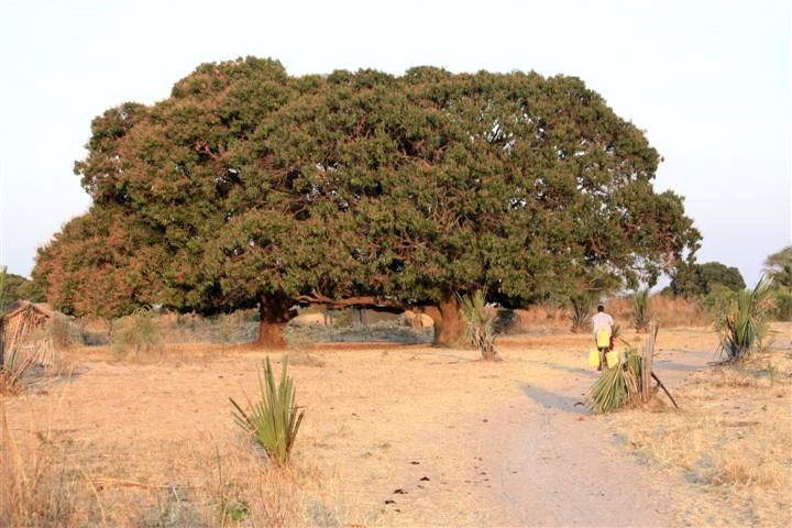 Mwanhala mango trees